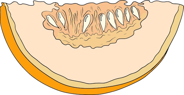 Ilustración a color dibujada a mano del melón ilustración vectorial de alimentos botánicos