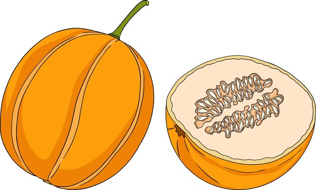 Ilustración a color dibujada a mano del melón Ilustración vectorial de alimentos botánicos