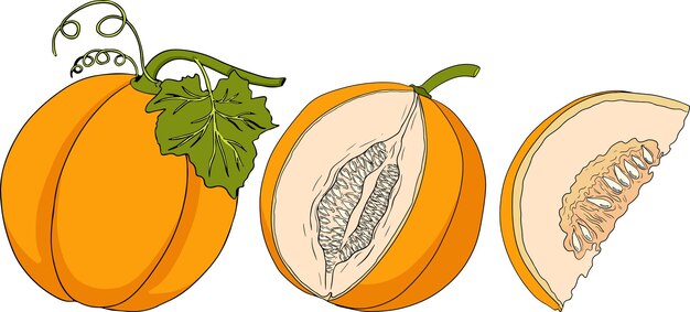 Ilustración a color dibujada a mano del melón Ilustración vectorial de alimentos botánicos