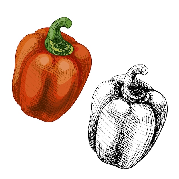 Ilustración en color de eclosión vintage de pimientos rojos dulces enteros aislados sobre fondo blanco