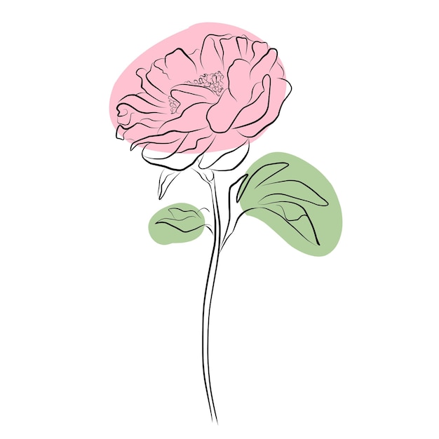 Ilustración a color con una flor de peonía aislada en un fondo blanco Ilustración vectorial