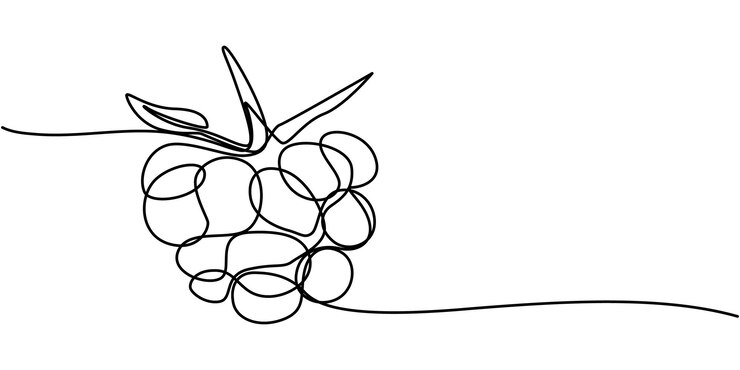 Vector ilustración de color vectorial de frambuesa boceto de fondo para el diseño de etiquetas una línea continua