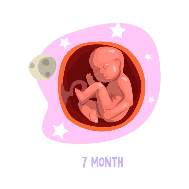 Vector ilustración coloreada del crecimiento fetal. desarrollo embrionario. 7mo mes de embarazo. elemento gráfico para libro de anatomía, infografía o póster. diseño vectorial aislado sobre fondo blanco.