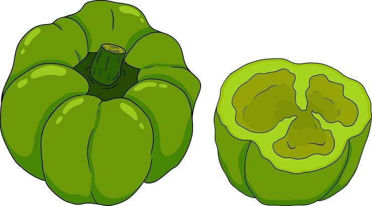 Vector ilustración coloreada dibujada a mano de diferentes tipos de pimienta pimienta dulce bell pimienta pimienta