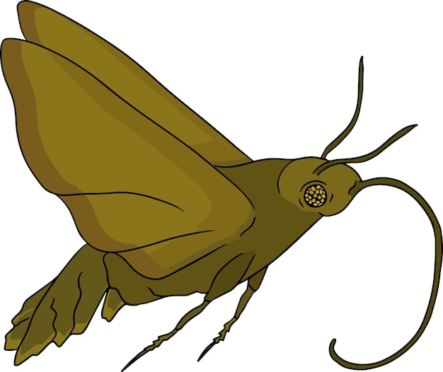 Vector ilustración coloreada de escarabajos. errores de ilustración detallados. vector, pintura dibujada a mano.