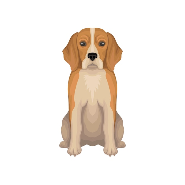 Ilustración colorida de Beagle Raza pequeña de perro de caza con orejas largas pelo corto y bozal lindo Icono de vector plano detallado