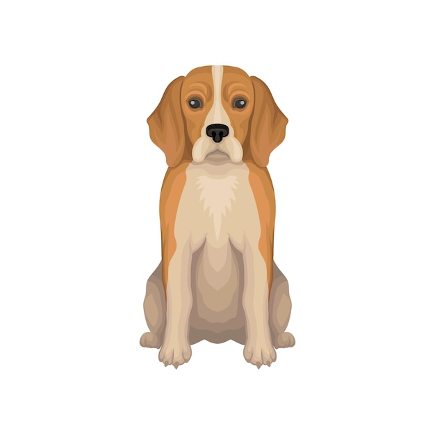 Vector ilustración colorida de beagle raza pequeña de perro de caza con orejas largas pelo corto y bozal lindo icono de vector plano detallado