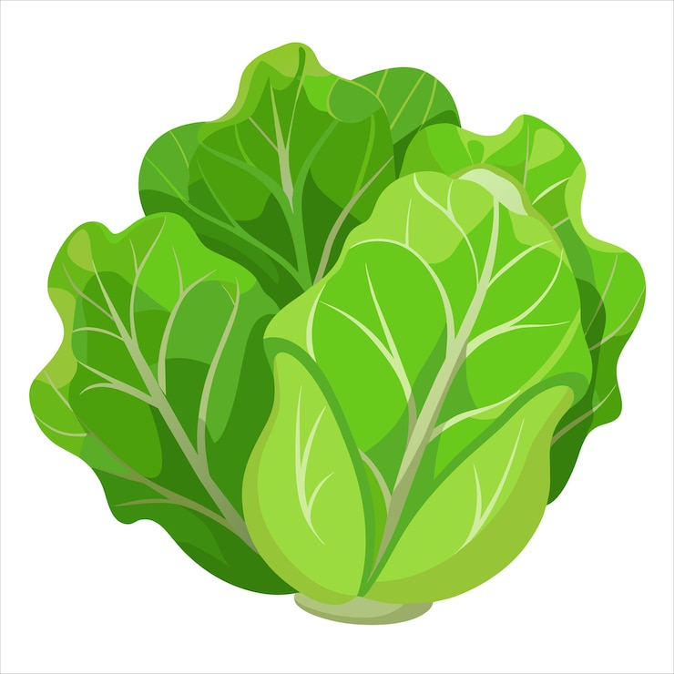 Vector ilustración colorida de lechuga