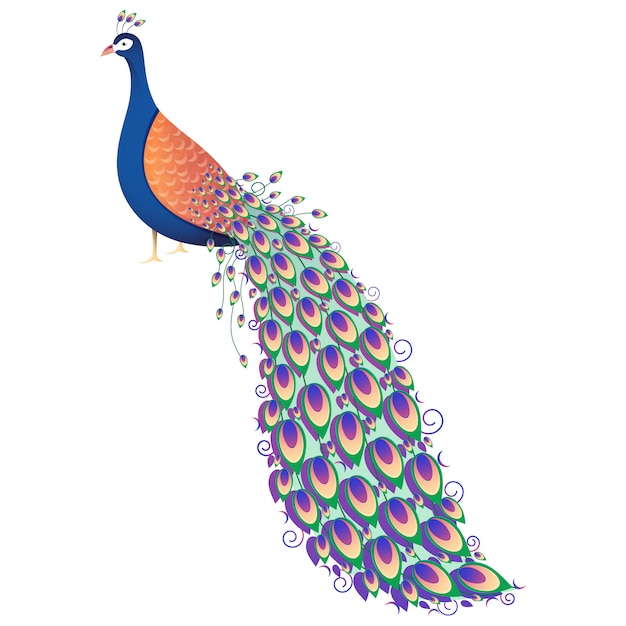 Ilustración colorida del pavo real en el fondo blanco.