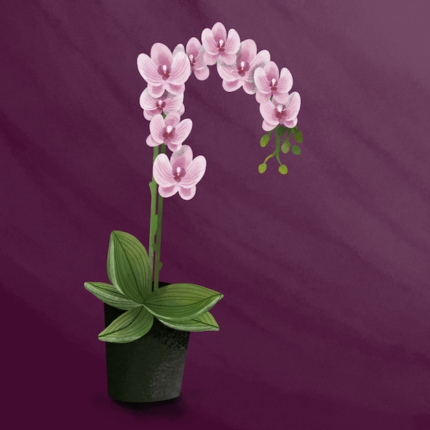 Vector ilustración colorida realista de flores de orquídeas