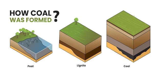 Ilustración de cómo se formó el carbón diagrama