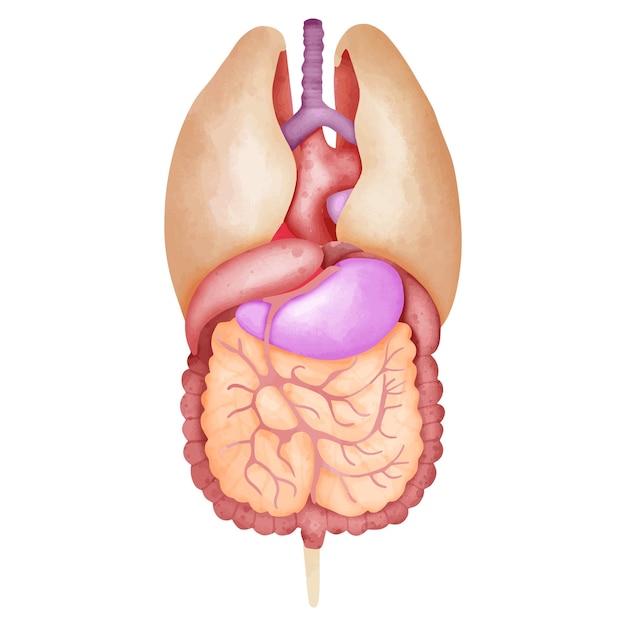 Ilustración completa de los órganos internos, incluidos el estómago y los pulmones