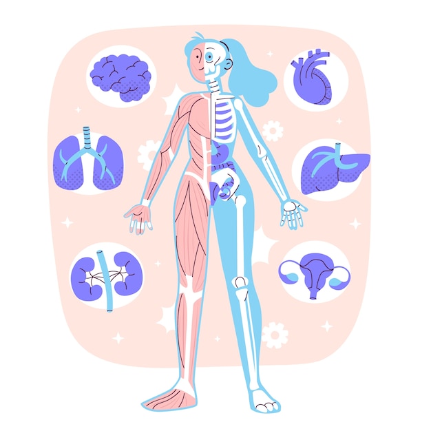 Ilustración del concepto de anatomía del cuerpo