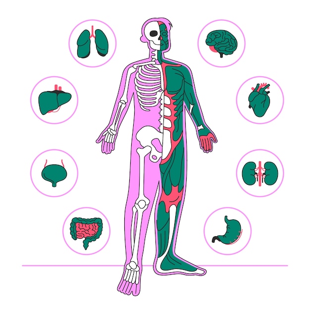 Ilustración del concepto de anatomía del cuerpo