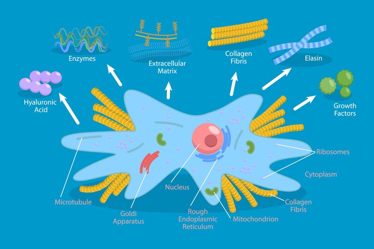 Vector ilustración conceptual del fibroplasta con vector plano isométrico en 3d