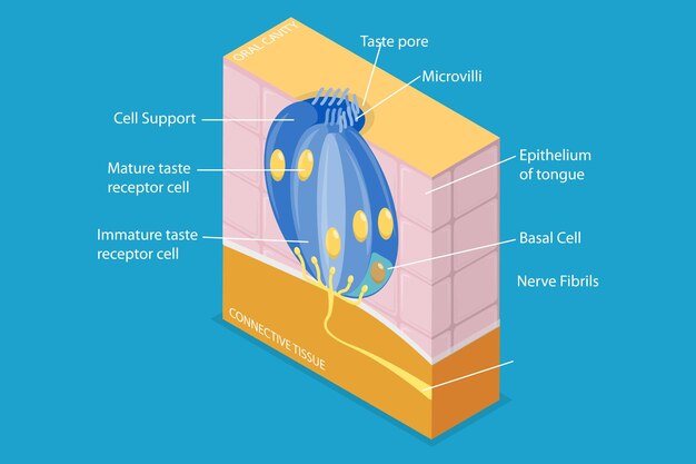 Ilustración conceptual de vector plano isométrico 3D de la anatomía de un papilito gustativo