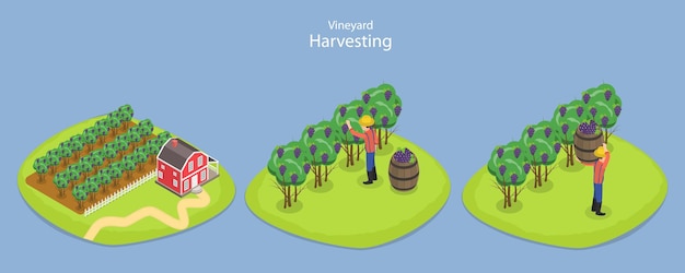 Ilustración conceptual de vector plano isométrico 3D de la cosecha del viñedo