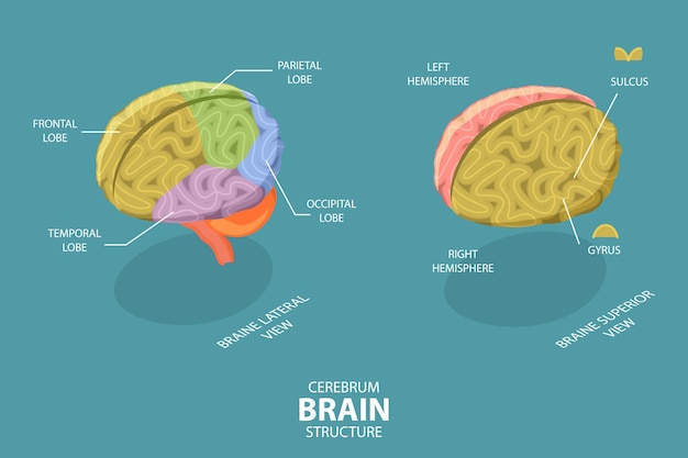 Vector ilustración conceptual de vector plano isométrico 3d de la estructura cerebral del cerebro