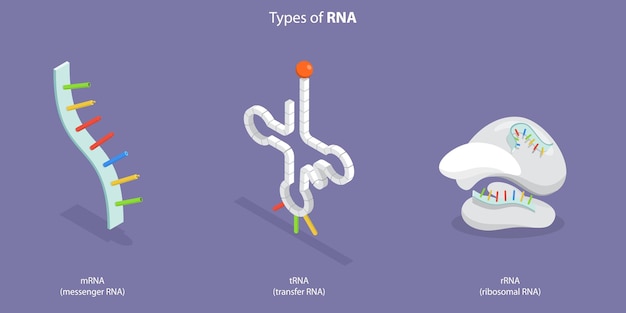 Ilustración conceptual de vectores planos isométricos 3D de los tipos de ARN