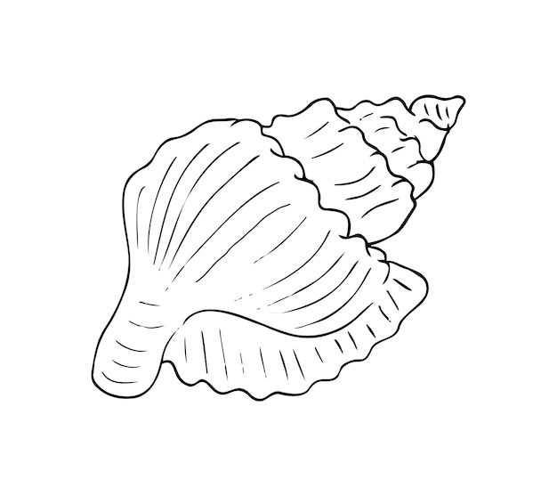 Ilustración de conchas de mar dibujada a mano en blanco y negro Perfecta para diseños con temas de playa Páginas para colorear