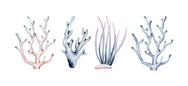 Ilustración de conchas marinas de piedra de algas marinas para niños