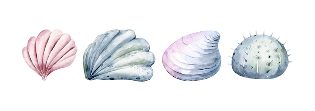 Ilustración de conchas marinas de piedra de algas marinas para niños