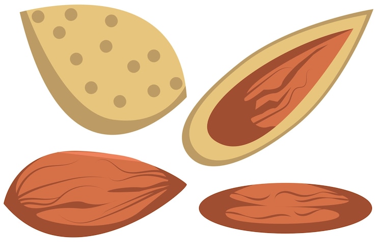 Vector ilustración de un conjunto de almendras enteras con cáscaras y relleno