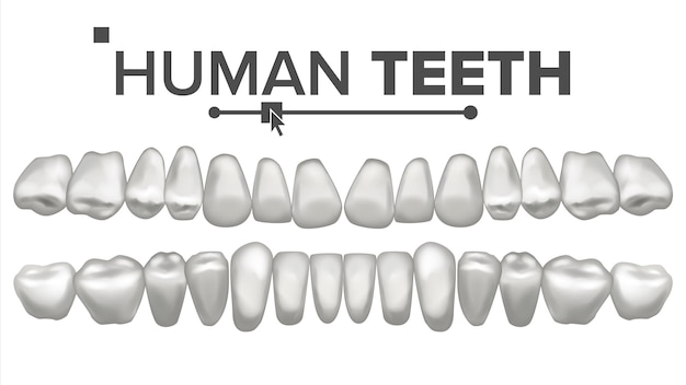 Ilustración del conjunto de dientes