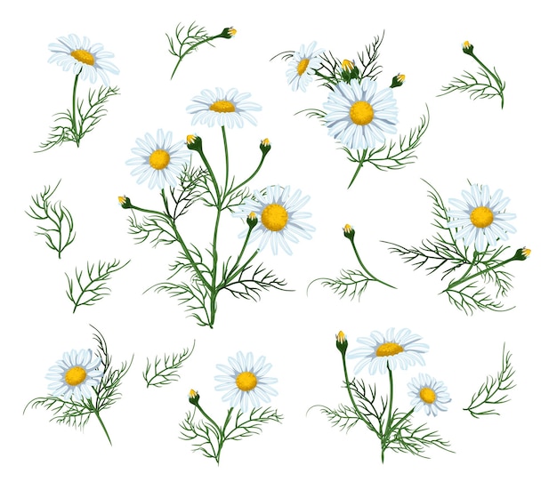 Ilustración de conjunto de flores de hamomile Flor de manzanilla aislada sobre fondo blanco