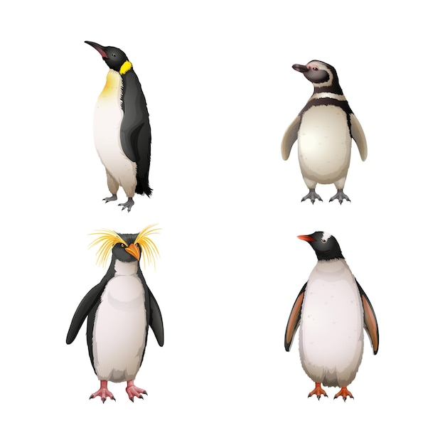 Ilustración del conjunto de siluetas de aves Colección de diferentes tipos de aves