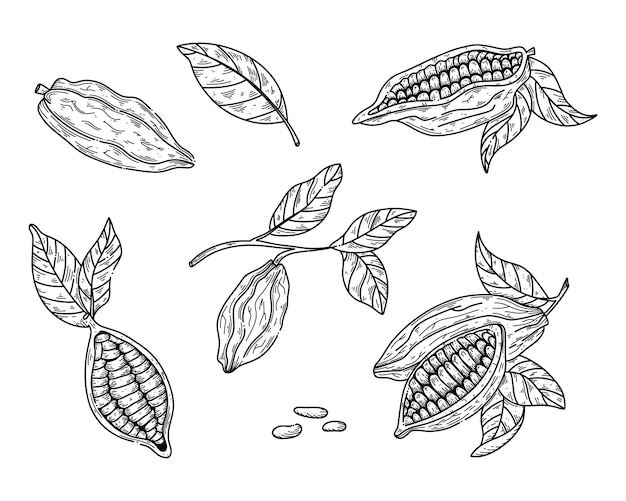 Ilustración de conjunto de vectores de cacao en estilo boceto para diseño de chocolate Dibujo a mano granos de cacao en blanco