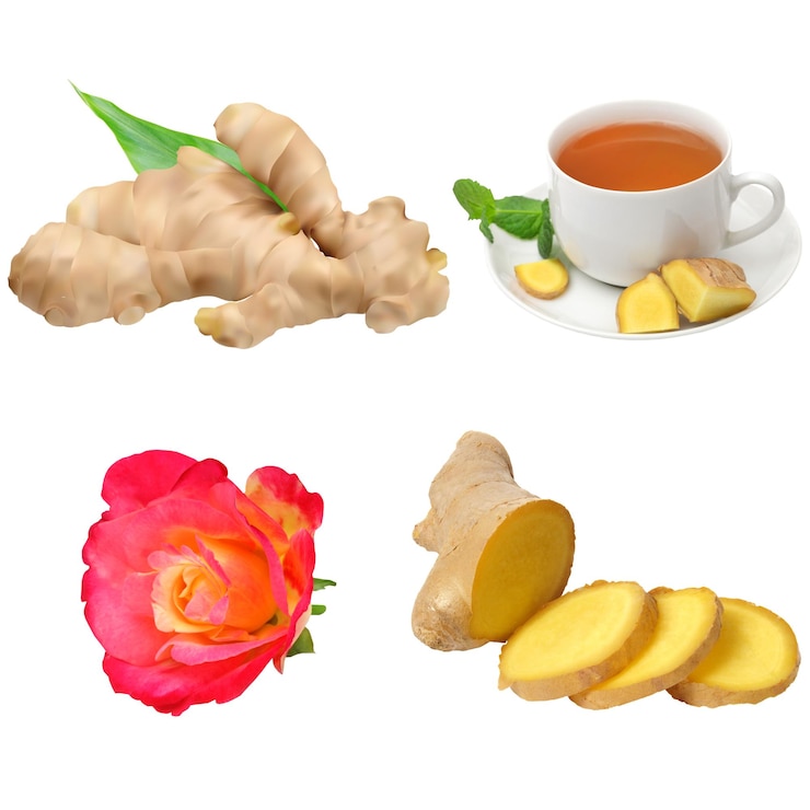 Vector ilustración de conjunto vectorial libre de una flor cortada en rodajas de raíz de jengibre fresca y té de jengubre