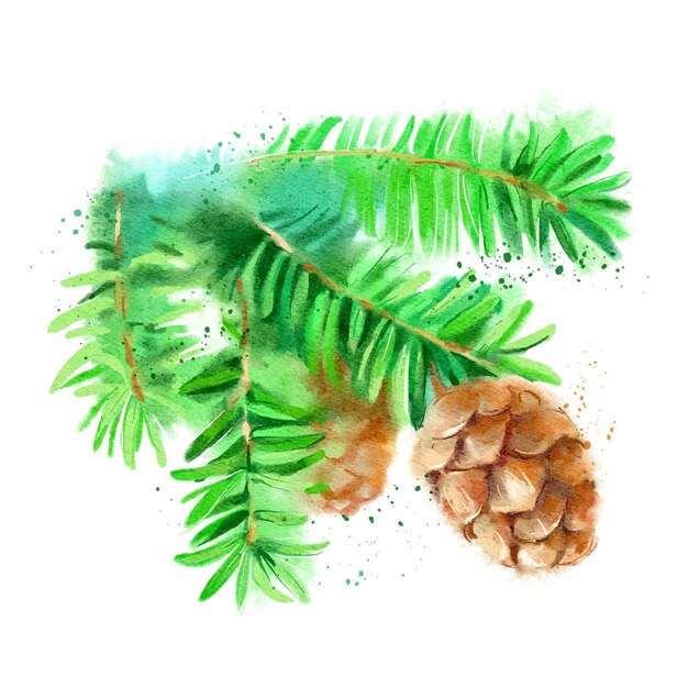 Ilustración de cono de rama de hemlock de abeto en acuarela Vector pintado elemento aislado de Navidad sobre fondo blanco