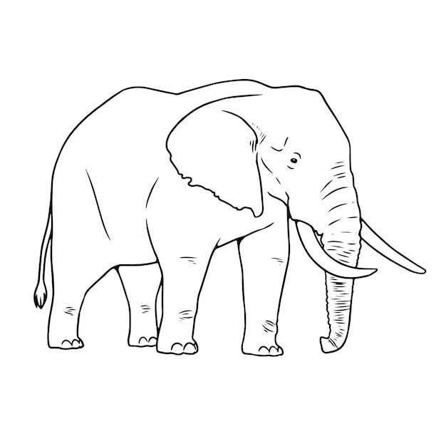 Ilustración de contorno de elefante africano dibujado a mano vectorial