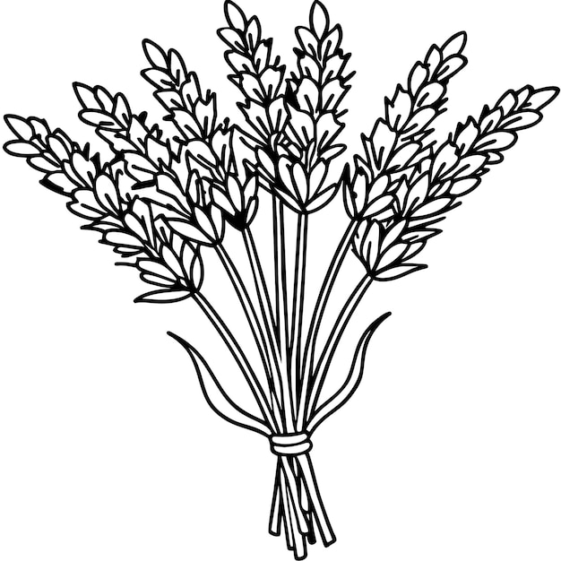 Ilustración del contorno de la flor de lavanda diseño de la página del libro de colorear Lavanda arte de línea en blanco y negro dr