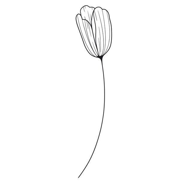 Ilustración de contorno de flor simple dibujada a mano sobre un fondo blanco