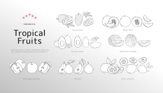 Ilustración del contorno de las frutas tropicales aisladas