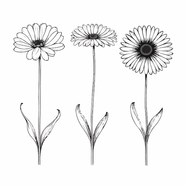 Ilustración de contorno de gerbera simplista con un atractivo atemporal