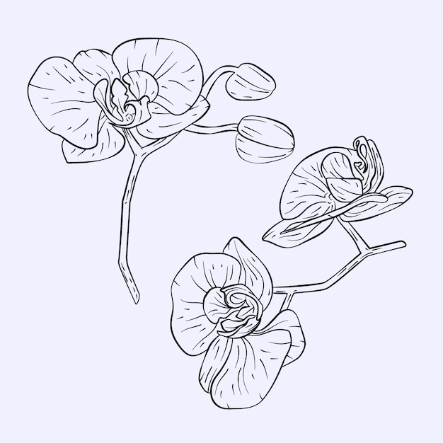 Vector ilustración de contorno de orquídea dibujada a mano