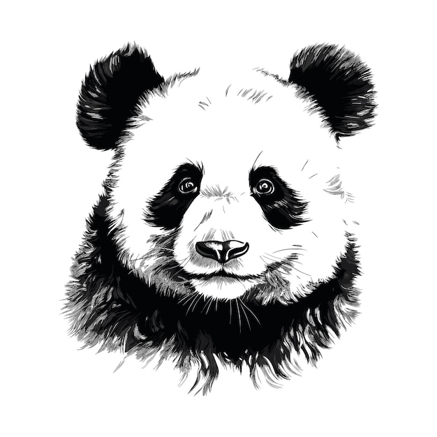 Ilustración del contorno del panda dibujada a mano