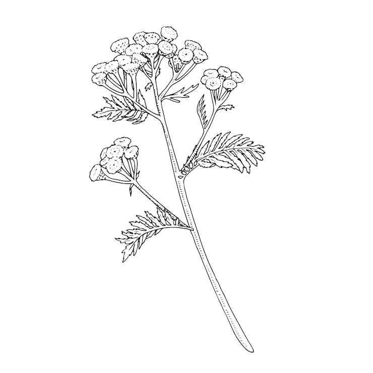 Vector ilustración del contorno de tansy vector clipart gráfico dibujado a mano de la flor de la inmortal buquet eterno arte de línea negra officinalis hierba dibujo lineal en fondo aislado esbozo de planta medicinal