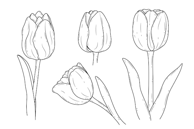 Ilustración de contorno de tulipán dibujado a mano