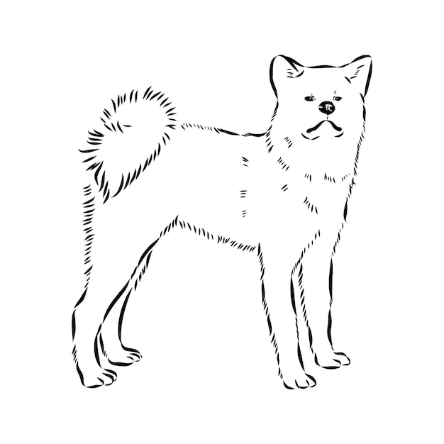 Ilustración del contorno vectorial del perro akita inu japonés