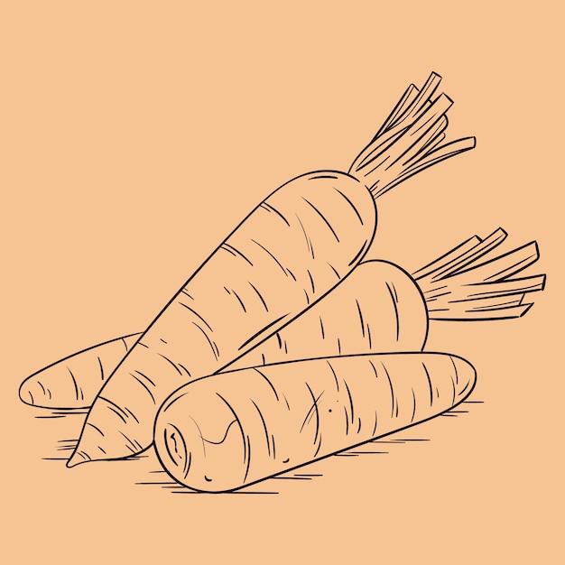 Vector ilustración del contorno de la zanahoria dibujada a mano