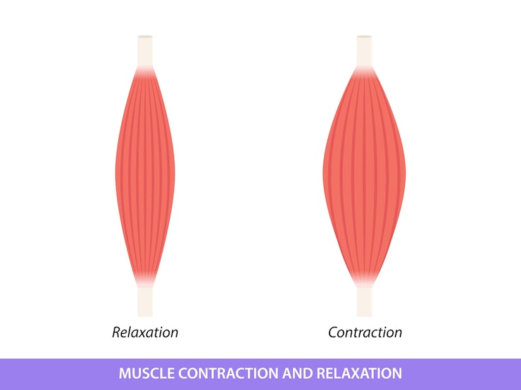 Vector ilustración de contracción y relajación muscular