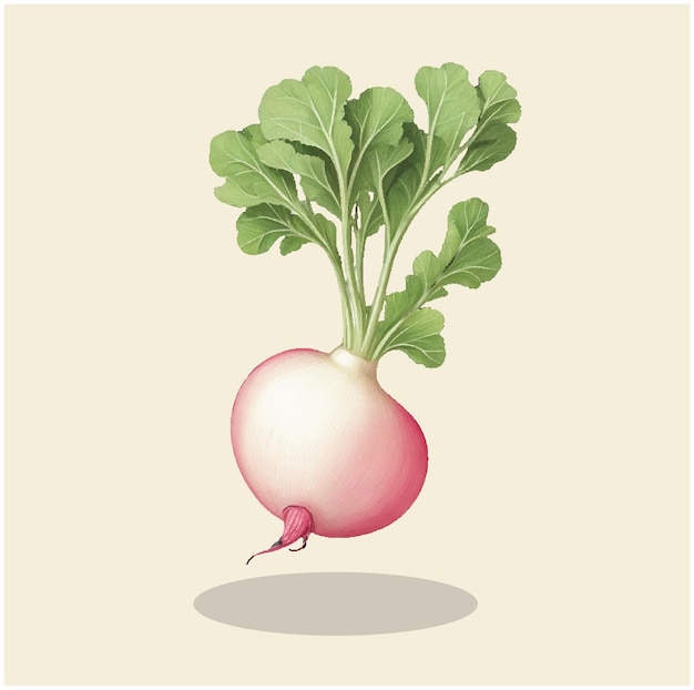 Vector ilustración de una cosecha de rábano de belleza rosa 04