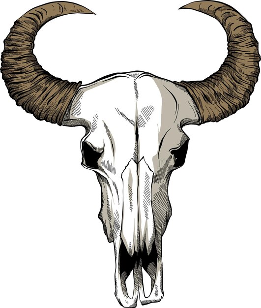 Ilustración con cráneo de cabra dibujada a mano