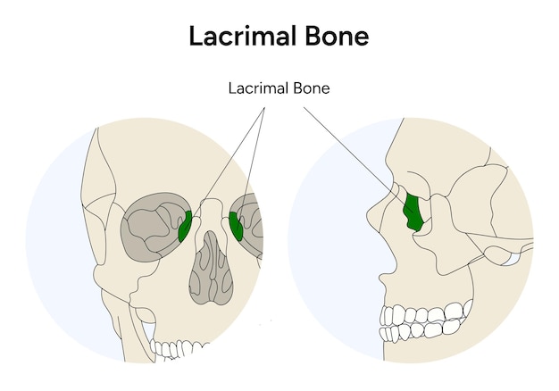 Vector ilustración del cráneo humano del hueso lagrimal en vector