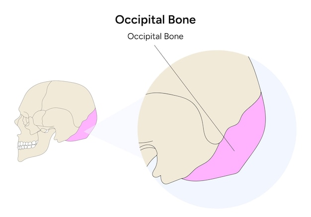 Vector ilustración del cráneo humano del hueso occipital en vector