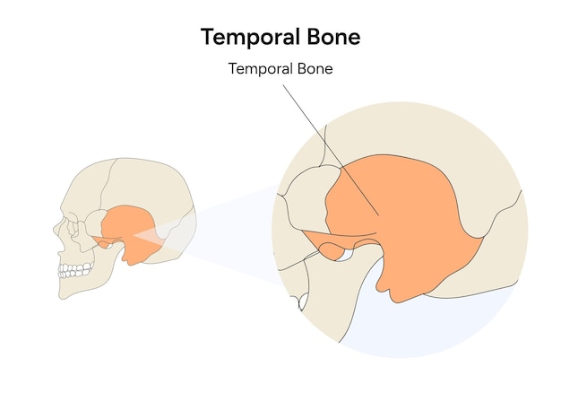 Ilustración del cráneo humano del hueso temporal en vector